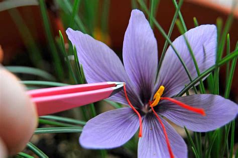 how to grow saffron.